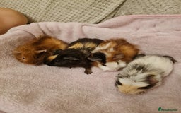 Guinea Pig rodents for sale: Beautiful Baby boy guinea pigs  - Image 1