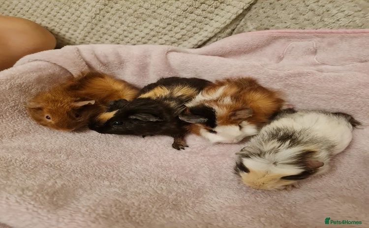 Guinea Pig rodents - Advert 1