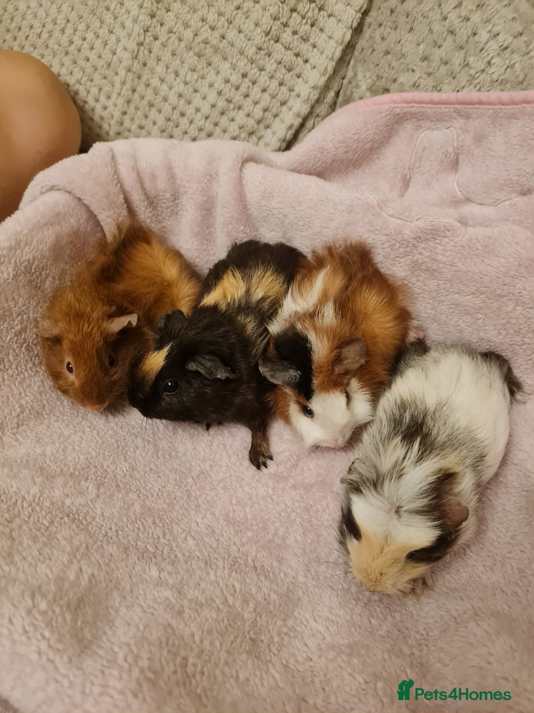 Guinea Pig rodents for sale: Beautiful Baby boy guinea pigs  - Image 1