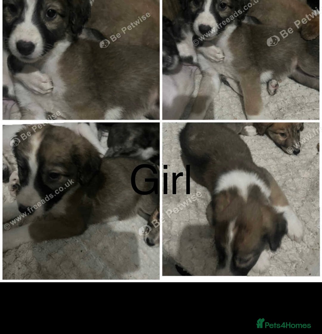 Saluki dogs for sale: Saluki - Advert 9