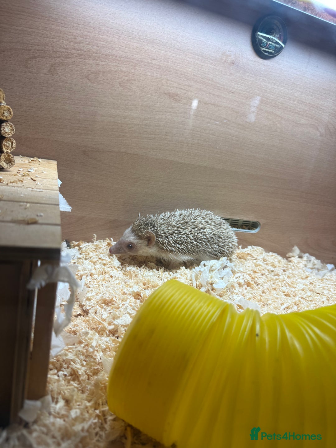 Tortoise reptiles for sale: Hedgehog  - Advert 4