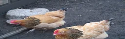 Chickens poultry for sale: 3 x Sussex hens 1 year old all laying - Advert 2