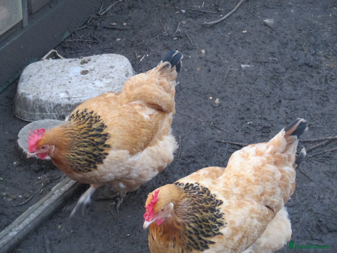 Chickens poultry for sale: 3 x Sussex hens 1 year old all laying - Advert 2