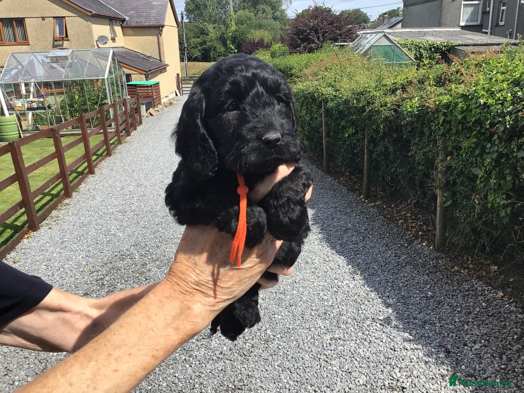 Cockapoo dogs for sale: COCKAPOO PUPS. READY TO LEAVE. - Image 7