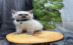 Ragdoll cats for sale: 💎 Purebred Ragdoll kittens-Champion Bloodlines 💎 - Image 16