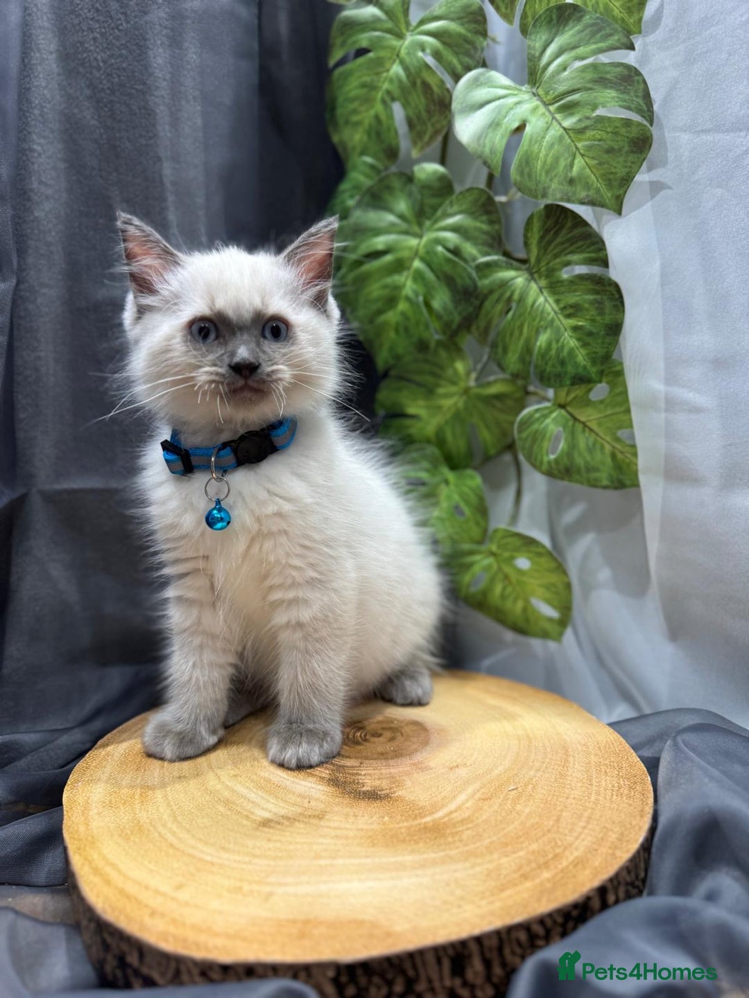 Ragdoll cats for sale: 💎 Purebred Ragdoll kittens-Champion Bloodlines 💎 - Image 16