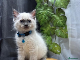 Ragdoll cats - Advert 5