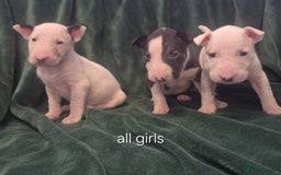 English Bull Terrier dogs for sale: Ready to leave now 7 English Bullterrier puppys - Image 9