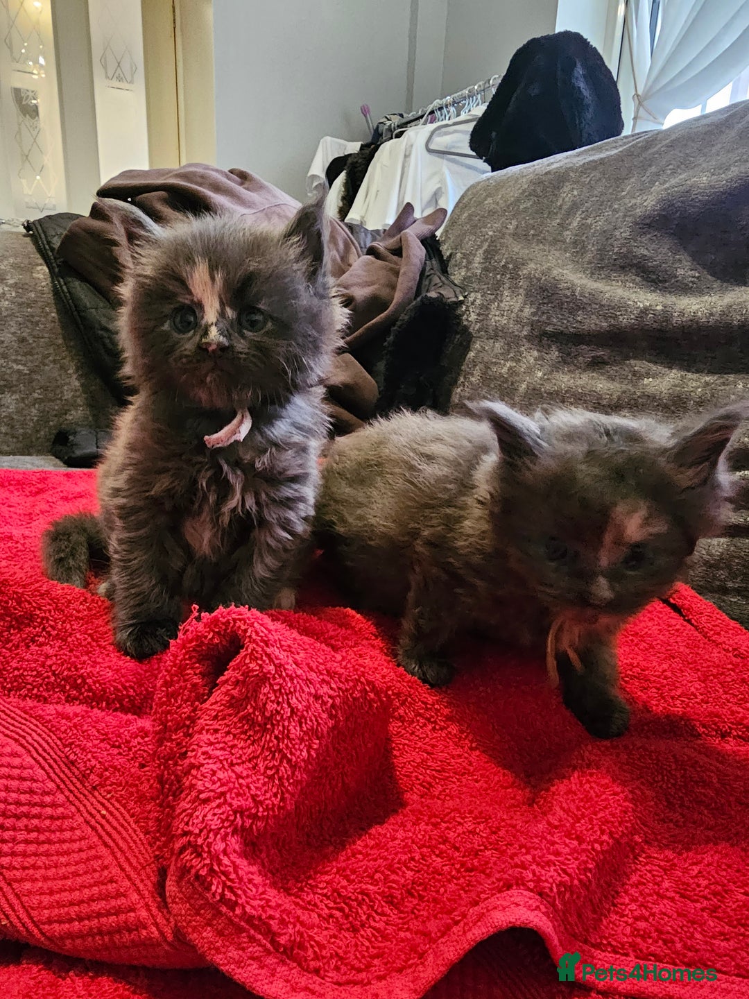 Maine Coon cats for sale: Maine Coon Kittens for Sale –2 Gi - Advert 7