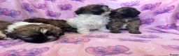 Shihpoo dogs for sale: Shihpoo puppies for sale  - Advert 4