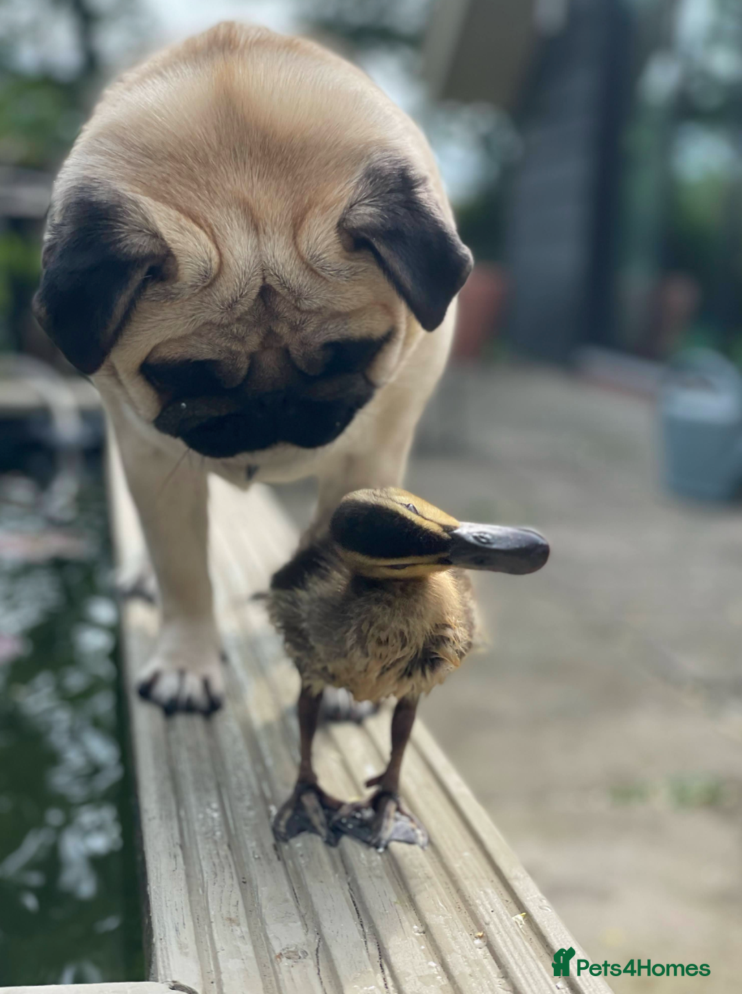 Mixed Breed dogs for sale: The Pug Who Raised a Duck Is Now Expecting Her Own - Advert 14