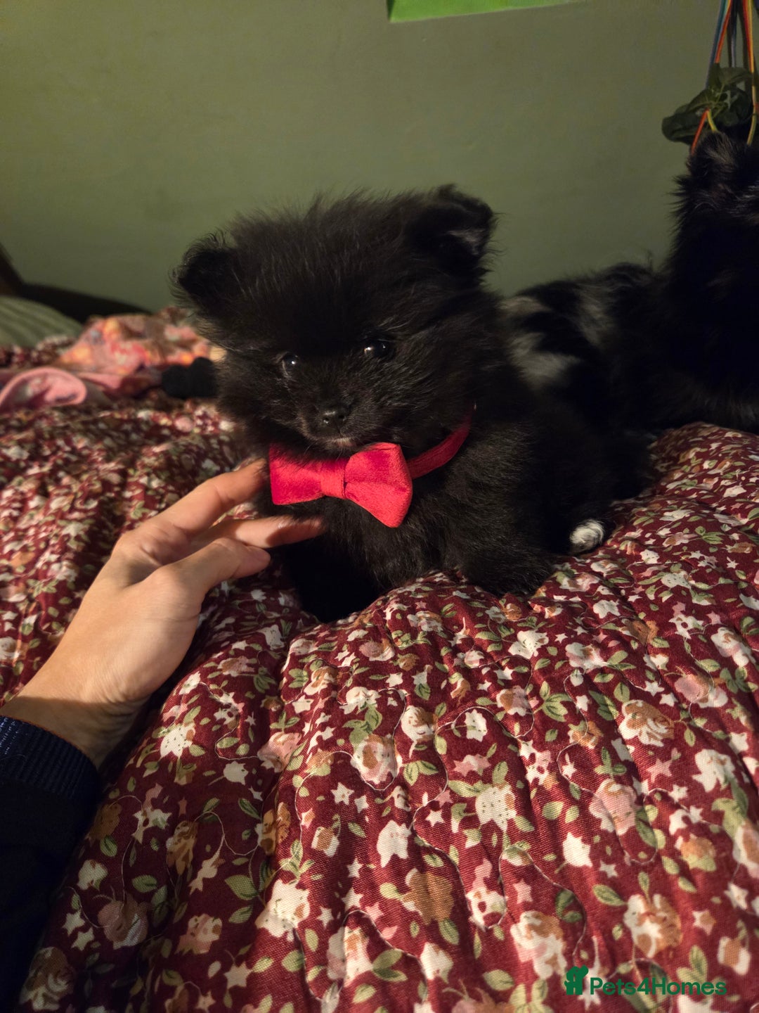 Pomeranian dogs for sale: ONE-TIME ONLY PUREBRED POM PUP (BLUE MERLE PARENT) - Advert 10