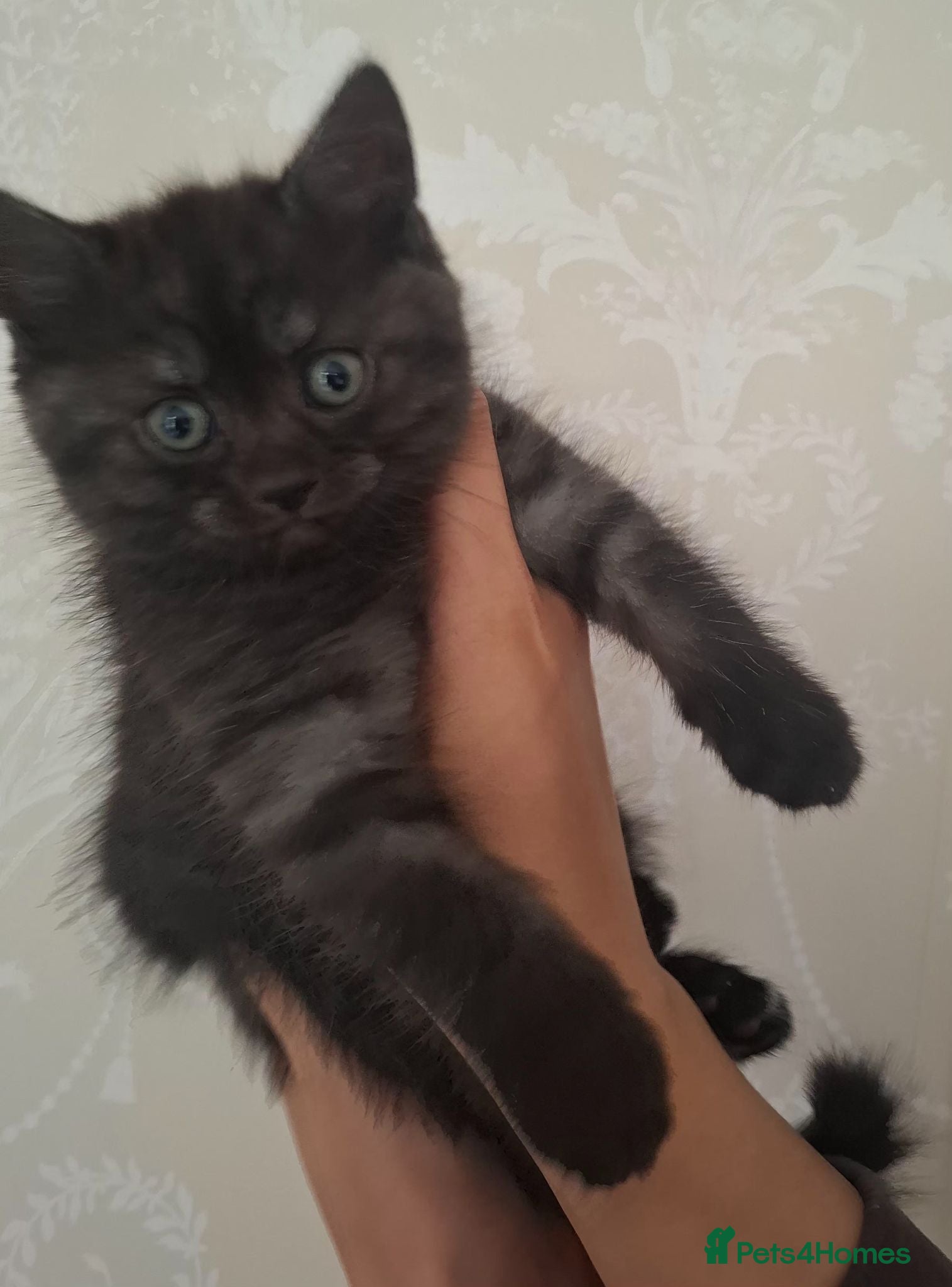 Persian cats *READY NOW* Beautiful Persian x British shorthair  - Advert 15