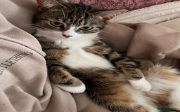 Mixed Breed cats for sale: Cat for a loving home  - Image 2