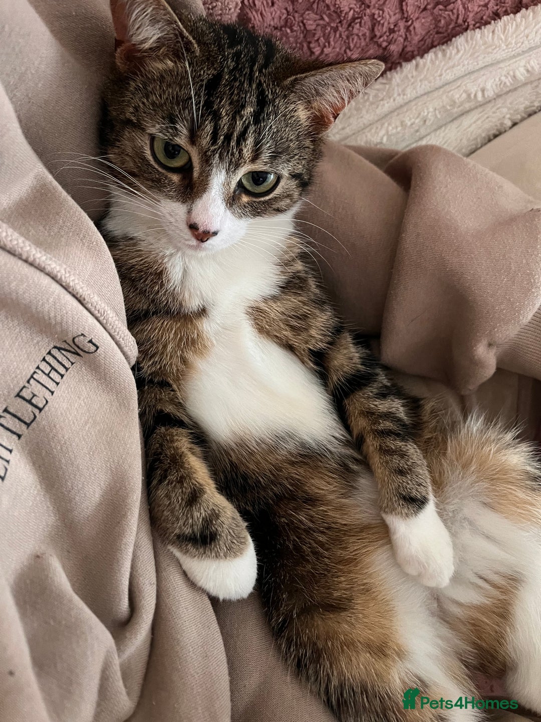 Mixed Breed cats for sale: Cat for a loving home  - Image 2