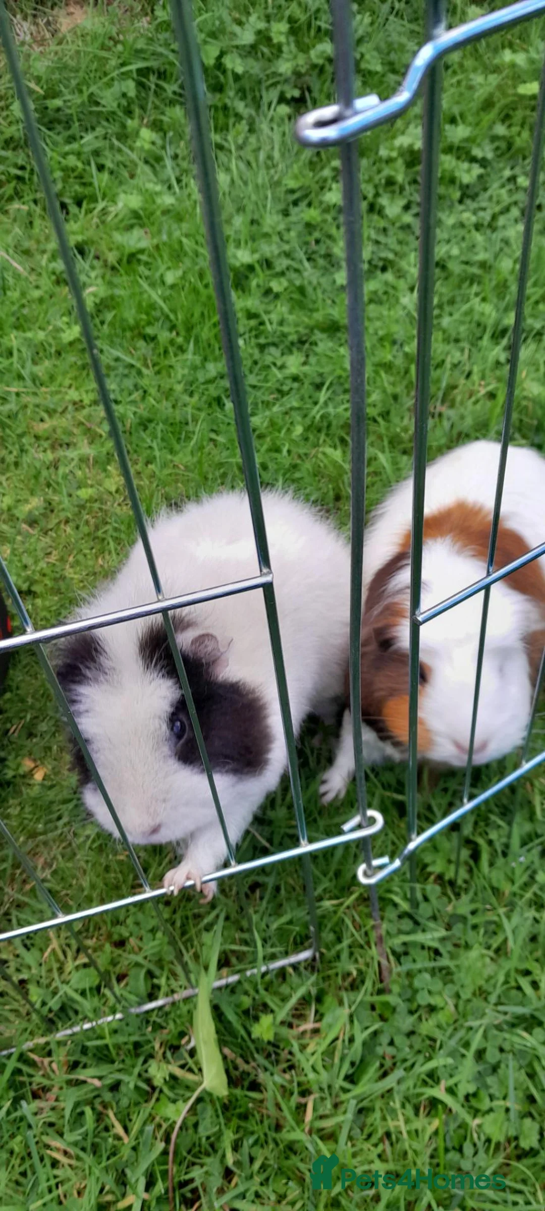 Guinea Pig rodents for sale: 2 friendly guinea pigs  in Stockport - Advert 1