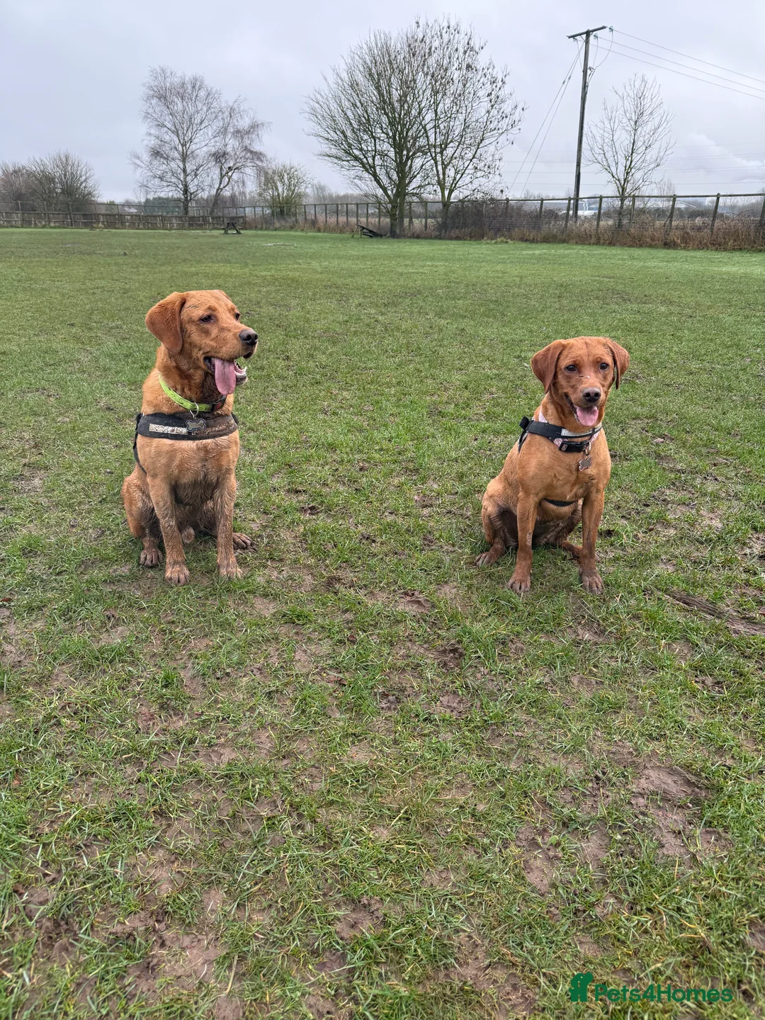 Goldador dogs for sale: Goldador Puppies  - Advert 19