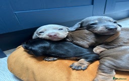 Dachshund dogs for sale: 5 stunning Dachshund puppies - Image 3