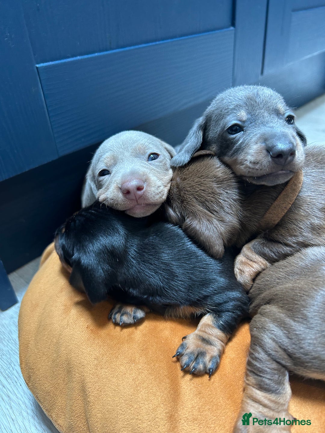 Dachshund dogs for sale: 5 stunning Dachshund puppies - Image 3