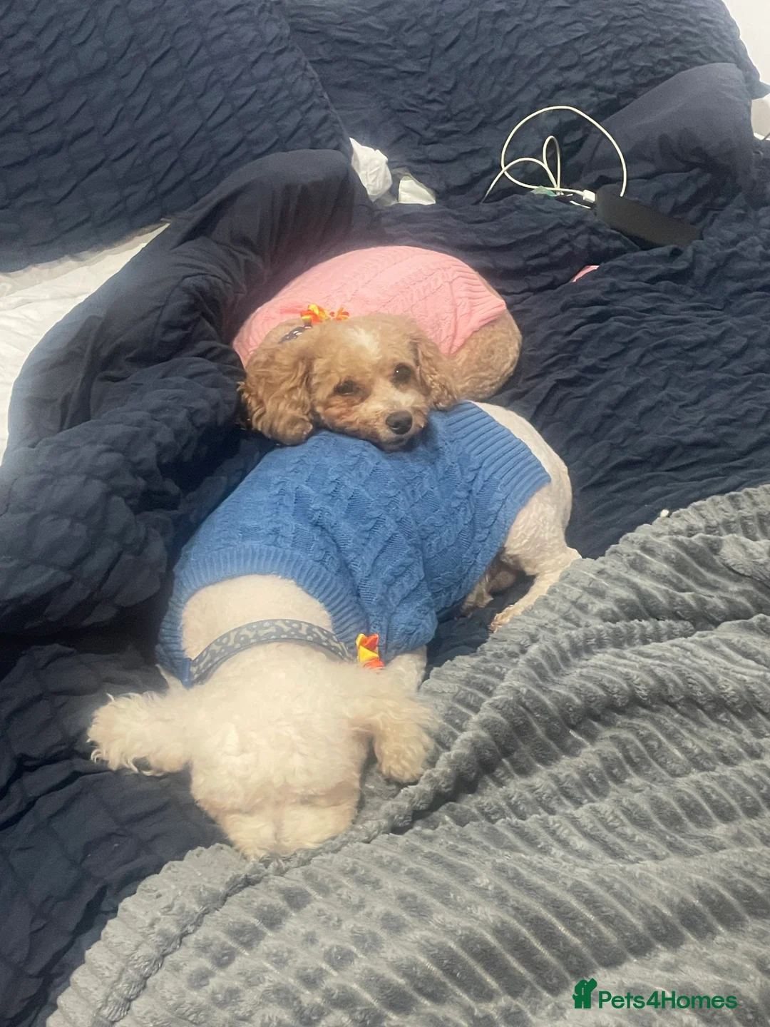 Pomapoo dogs for sale: Wolf sable pomapoo puppies  - Advert 2