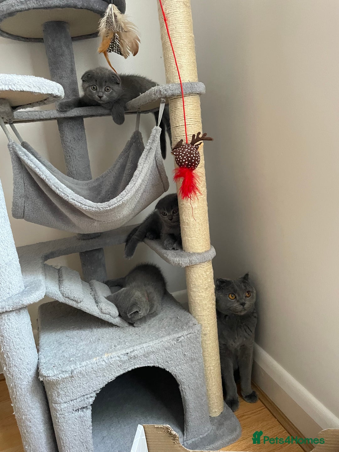 Scottish Fold cats for sale: PURE BREED SCOTTISH FOLD KITTENS 🐾 in Twickenham - Image 20