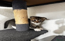 Scottish Fold cats for sale: ONLY 1 GIRL LEFT: Adorable Scottish Fold kitten❤️ - Image 2