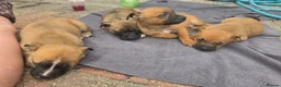 Mixed Breed dogs for sale: Belgian mallionas x staffy pups 6 females - Advert 6