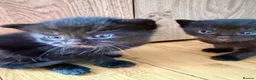Ragdoll cats for sale: Absolute unique beauties Mink Ragdoll x BSH - Advert 12