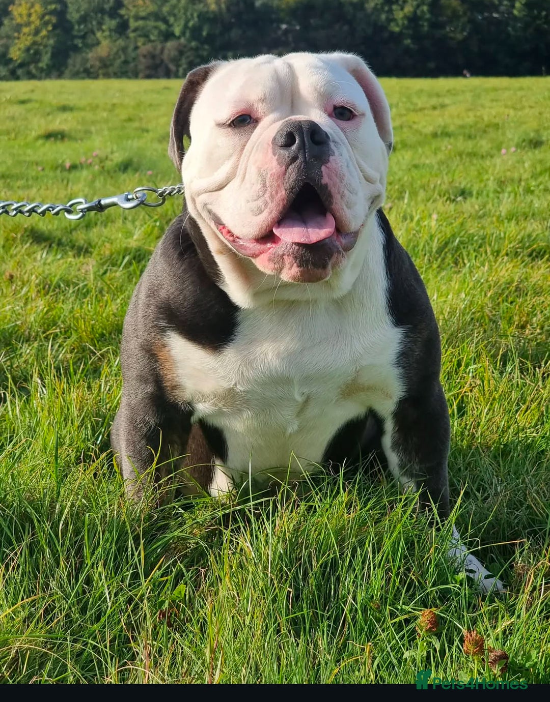 Olde English Bulldogge dogs for sale: Olde English bulldogs - Image 2