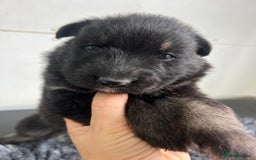 German Shepherd dogs for sale: Outstanding litter KC Reg German Shepherd puppies - Image 2