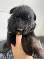 German Shepherd dogs - Advert 12