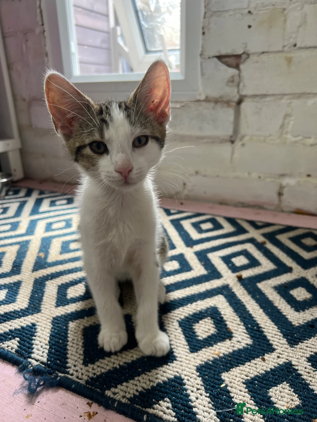 Mixed Breed cats for sale: Bengal x Tabby - Advert 1