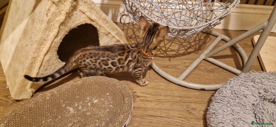 Bengal cats for sale: Beutifull kittens❤️ - Advert 21