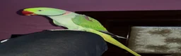 Parrots birds for sale: Hand reared and tame alexandrine  in Ilford - Advert 3