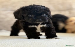 Cockapoo dogs for sale: F1 cockapoo puppies PRA TESTED - Image 13