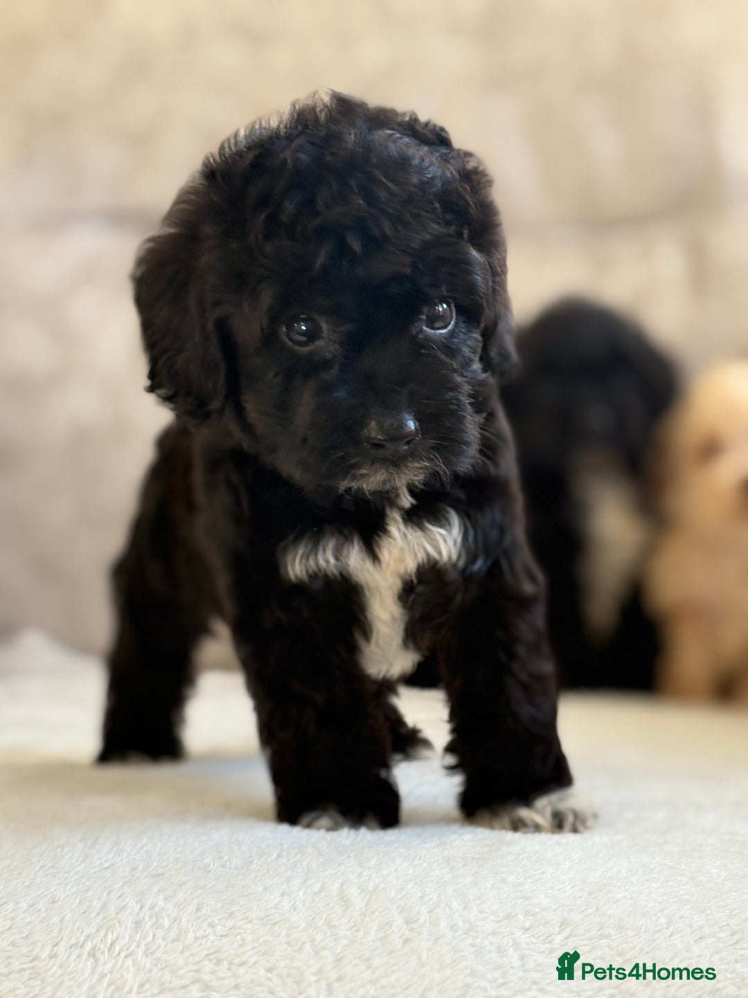 Cockapoo dogs for sale: F1 cockapoo puppies PRA TESTED - Image 13