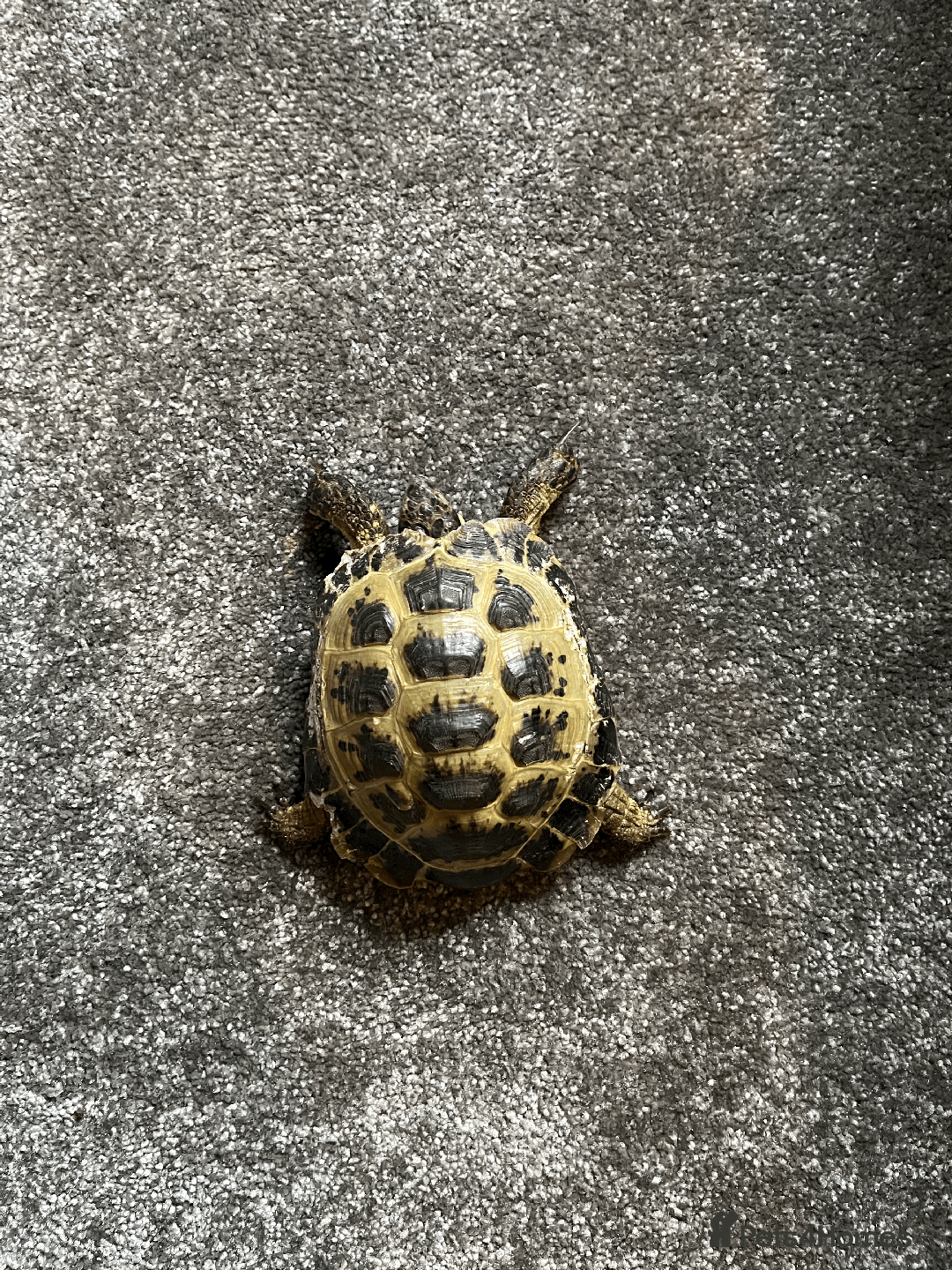 Tortoise reptiles for sale: Hermann Tortoise looking for a new home - Advert 4