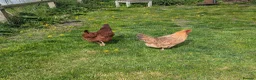 Chickens poultry for sale: Pair of friendly 2 yr old hens in Royston - Advert 4