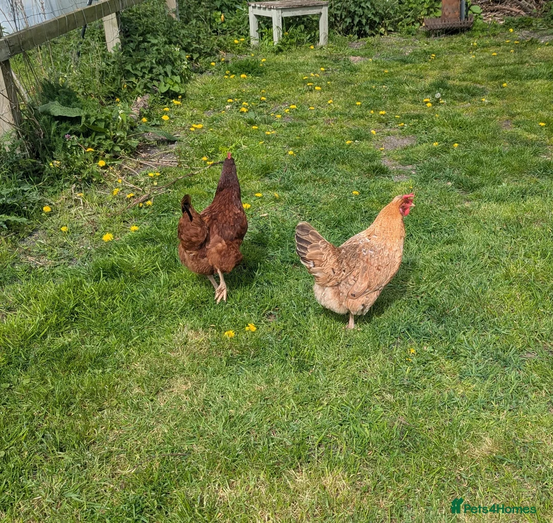 Chickens poultry for sale: Pair of friendly 2 yr old hens in Royston - Advert 4