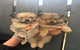 Pomeranian dogs for sale: Ready for new homes 🏠 3 Pomeranian Puppies 🩵🩷 - Image 1