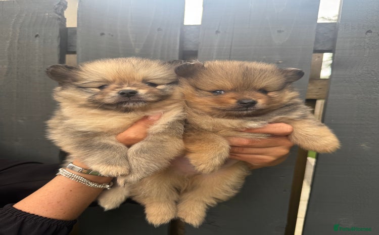 Pomeranian dogs - Advert 1