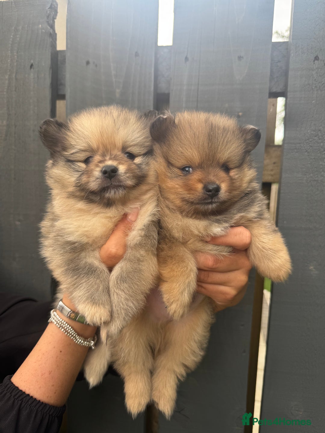 Pomeranian dogs for sale: Ready for new homes 🏠 3 Pomeranian Puppies 🩵🩷 - Image 1