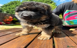 German Shepherd dogs for sale: KC show line German Shepherd puppies - Image 14