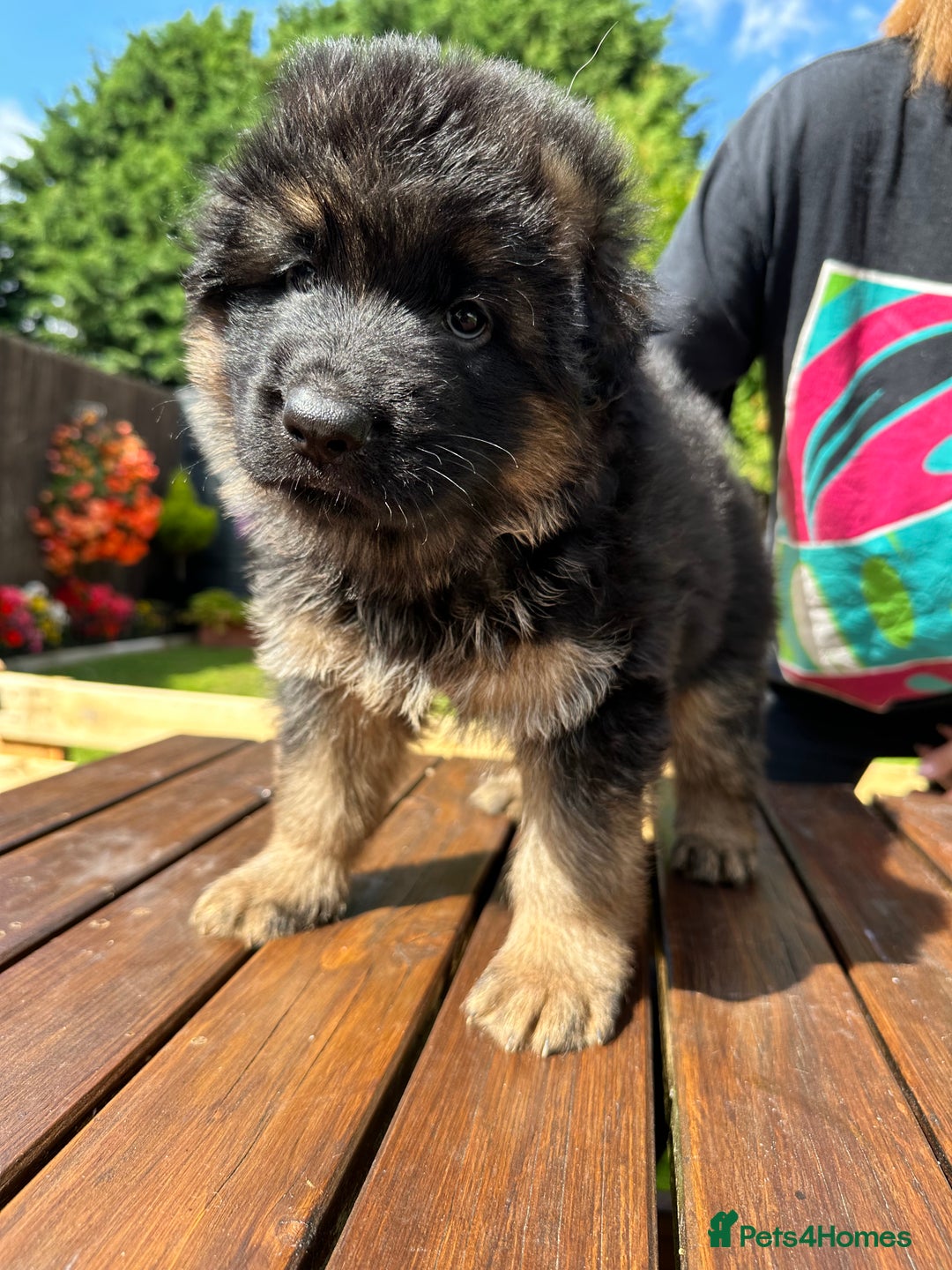 German Shepherd dogs for sale: KC show line German Shepherd puppies - Image 14
