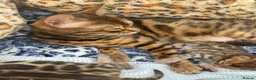 Bengal cats for sale: Bengal kittens - Advert 3
