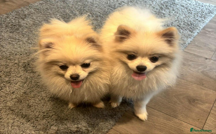 Pomeranian dogs - Advert 4