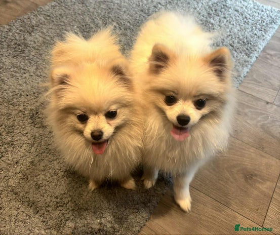 Pomeranian dogs - Advert 2