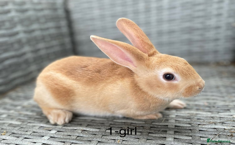 Rex rabbits - Advert 2
