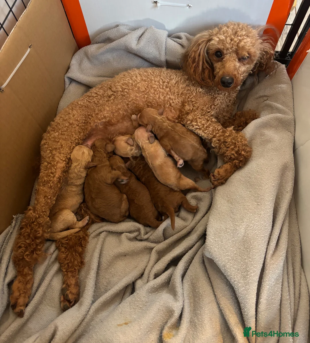 Toy Poodle dogs for sale: Beautiful Litter of Toy Poodle Pups  - Advert 1