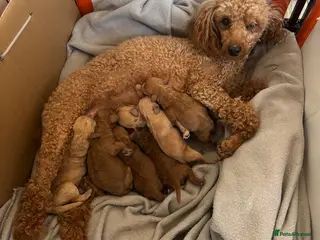 Toy Poodle dogs Beautiful Litter of Toy Poodle Pups - Advert 1